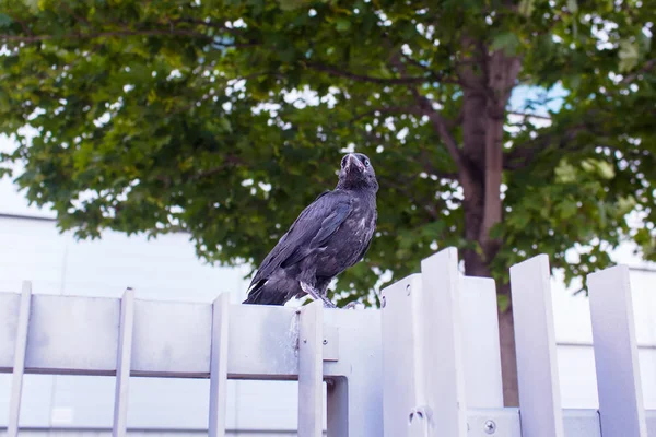 Black crow sits on a metal fence — Stock Photo, Image