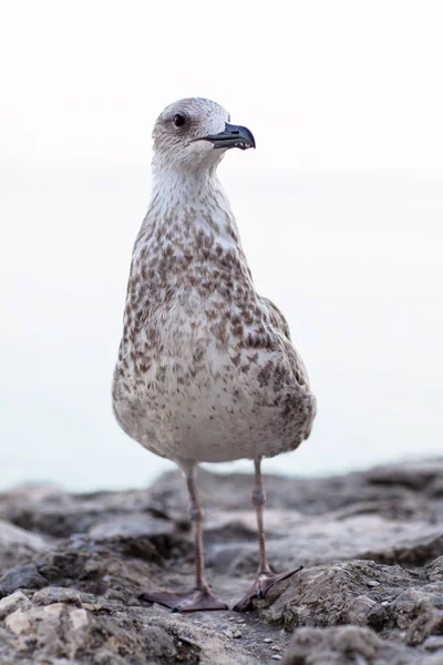 A gray seagull sits on a stone against the sea — Stock Photo, Image