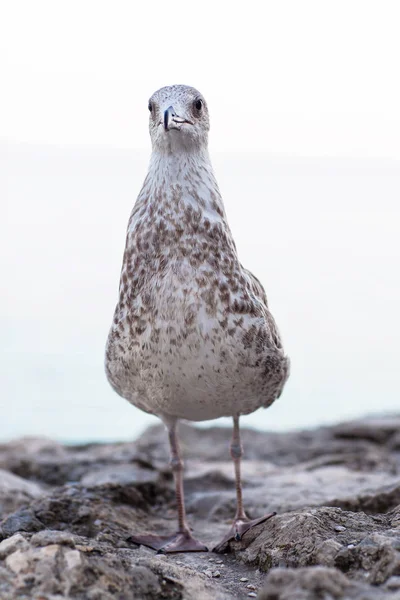 Uma gaivota cinzenta senta-se sobre uma pedra contra o mar — Fotografia de Stock