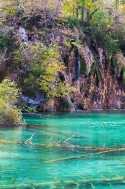 Kristal berraklığındaki bir gölde eski batık ağaçlar. Plitvice gölleri