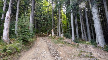 Ormandaki dağ yolunda taşlar ve çam ağaçları.