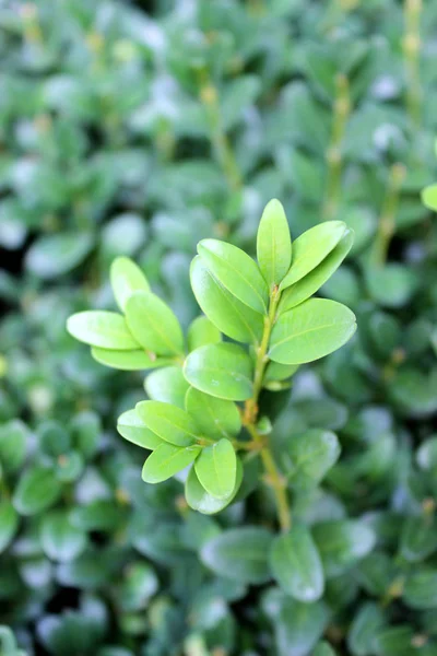 Folhas Jovens Buxus — Fotografia de Stock