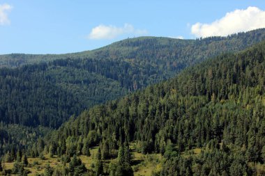 tepeler ve orman panorama