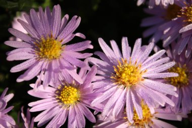Aster closeup alanı