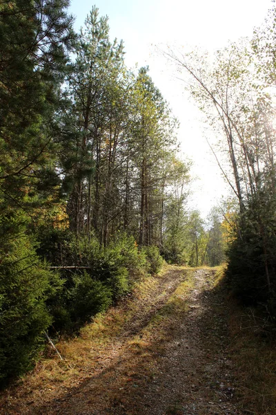 Vista Caminho Floresta — Fotografia de Stock