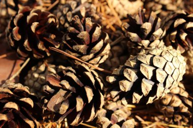 Koniler ile Mevsimlik arka plan