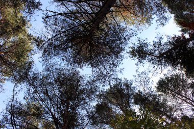 Güneşli ağaç tepelerinin ve gökyüzü