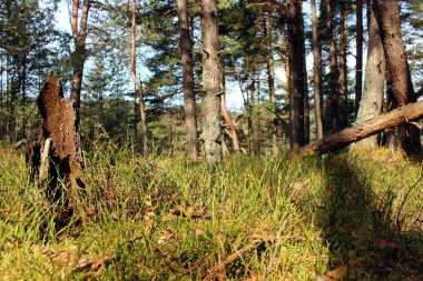 Ormandaki güneşli sahne
