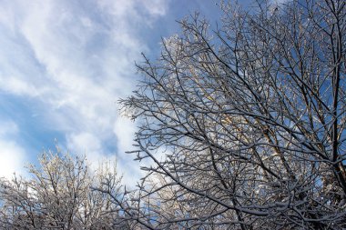 Karlı şube ve gökyüzü