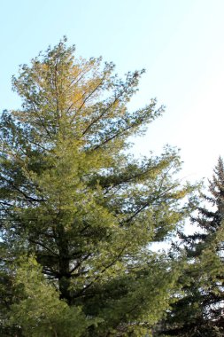 İğne yapraklı ağaç ve gökyüzü