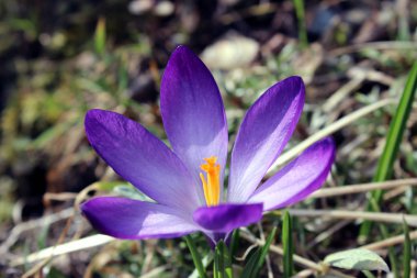 Closeup çiçek Çiğdem kafa