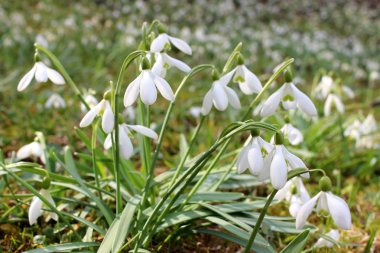 Küme çiçek açan kardelen