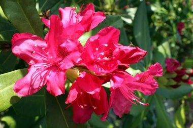 Kırmızı orman gülü çiçekleri grubu