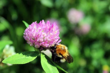 Yonca ve arı makro fotoğraf