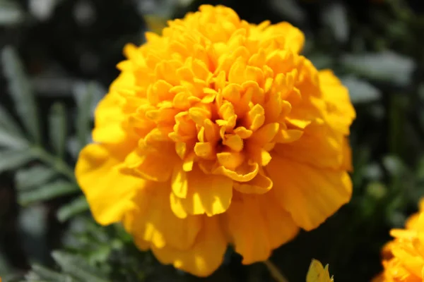 Blühende Gelbe Französische Ringelblume — Stockfoto