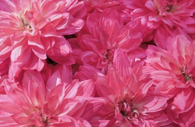 Arka plan pembe yapay Aster çiçek için ev ve yapı dekorasyon.