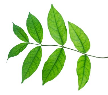 Beyaz bir arka plan üzerinde izole dal üzerinde güzel taze yeşil yaprakların yakın çekim.