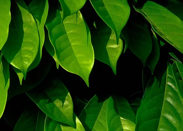 Modello Sfondo Verde Verticale Foglie Parete Verde Bush Sfondo — Foto Stock