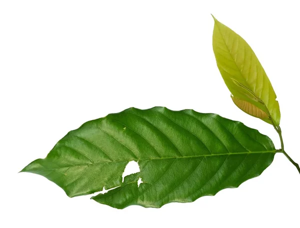 Κοντινό Πλάνο Της Όμορφα Φρέσκα Πράσινα Φύλλα Τρύπες Ζημίας Από — Φωτογραφία Αρχείου