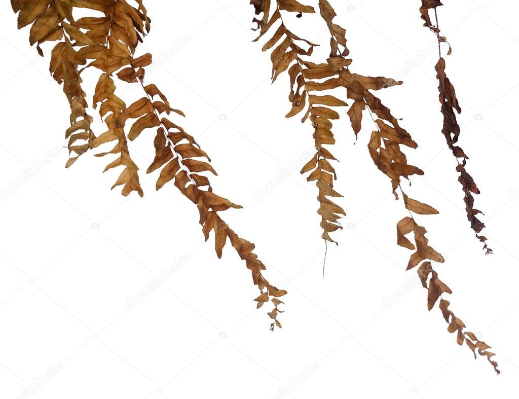 Close Up of Beautiful Dried Pteridophyta or Tassle Fern Leaves Hanging on The Air Isolated on White Background.