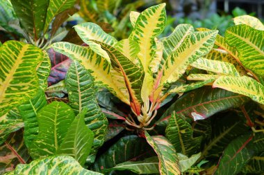 Çiçek ve bitki, güzel yeşil ve sarı nokta Croton tesisleri ya da Codiaeum Variegatium bitkiler bahçe dekor için.