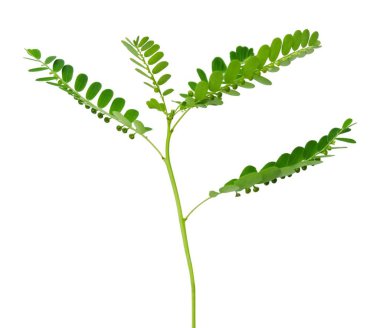 Sebze ve ot, taze Phyllanthus Niruri, Rüzgar, yaprak veya beyaz arka plan üzerinde izole Stonebreaker bitki tohum Gale. Sağlıklı gıdalar ve bitkisel ilaç kullanılan.