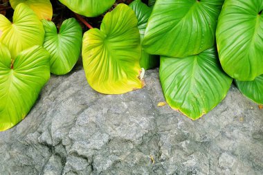 Ekoloji kavramlar, arka plan yeşil yaprakları fil kulak veya Colocasia bitki dokulu veya yeşil Bush bir bahçede.