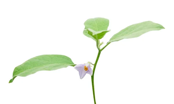 Pianta Vegetale Melanzana Melanzana Con Fiore Viola Isolato Sfondo Bianco — Foto Stock