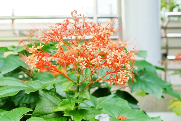 Szép Virág Csokor Piros Clerodendrum Paniculatum Virágok Vagy Pagoda Virágok — Stock Fotó