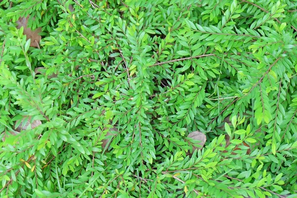 Concepts Écologiques Arrière Plan Phyllanthus Myrtifolius Vert Plantes Prêle Pour — Photo