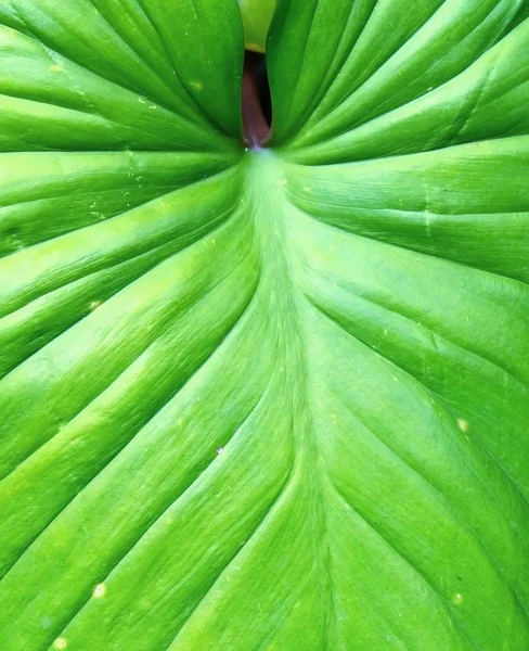 生態学の概念 象耳またはサトイモ植物の質感の緑の葉の背景 — ストック写真