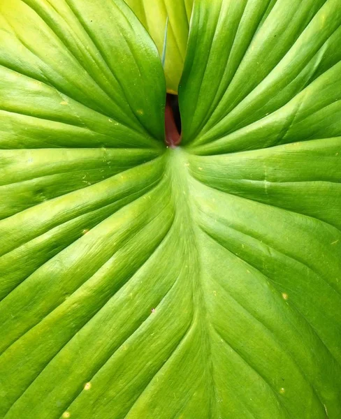 Concetti Ecologia Sfondo Foglia Verde Strutturato Elefante Orecchio Colocasia Piante — Foto Stock