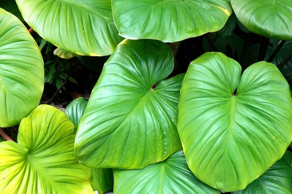 Ökologische Konzepte Hintergrund Aus Grünen Blättern Mit Textur Oder Grünem — Stockfoto