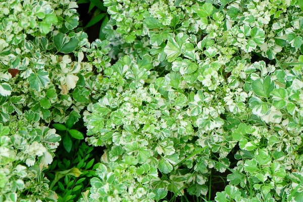 Ecological Concept Green White Stripe Leaves Polyscias Guilfoylei Geranium Aralia — Stock Photo, Image