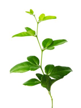 Sebze ve ot, beyaz arka plan üzerinde izole bir dal taze yeşil narenciye yapraklarda. Bir cins portakal, limon, greyfurt, Pomelo ve Limes narenciye olduğunu.