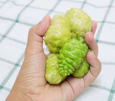 Sebze ve ot, taze Noni, Morinda Citrifolia, Büyük Morinda, Hint dut, Beach dut veya polisakkarit, Vitamin A, C ve kalsiyum ile peynir meyve tutan el. Yaşam için gerekli besin.