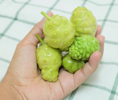 Sebze ve ot, taze Noni, Morinda Citrifolia, Büyük Morinda, Hint dut, Beach dut veya polisakkarit, Vitamin A, C ve kalsiyum ile peynir meyve tutan el. Yaşam için gerekli besin.