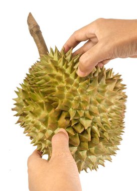 Holding ve beyaz arka plan üzerinde izole taze olgun Durian Peeling eller. Dünya ve meyve Tayland kralı en popüler meyve.