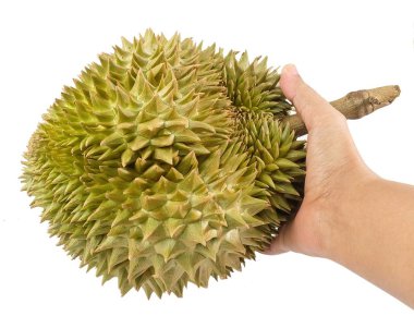 Beyaz arka plan üzerinde izole taze olgun Durian tutan el. Dünya ve meyve Tayland kralı en popüler meyve.
