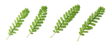 Sebze ve ot, taze Phyllanthus Niruri, Gale Rüzgar, yaprak veya beyaz arka plan üzerinde izole Stonebreaker yaprakları altında tohum. Sağlıklı gıdalar ve bitkisel ilaç kullanılan.