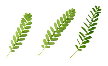 Sebze ve ot, taze Phyllanthus Niruri, Gale Rüzgar, yaprak veya beyaz arka plan üzerinde izole Stonebreaker yaprakları altında tohum. Sağlıklı gıdalar ve bitkisel ilaç kullanılan.