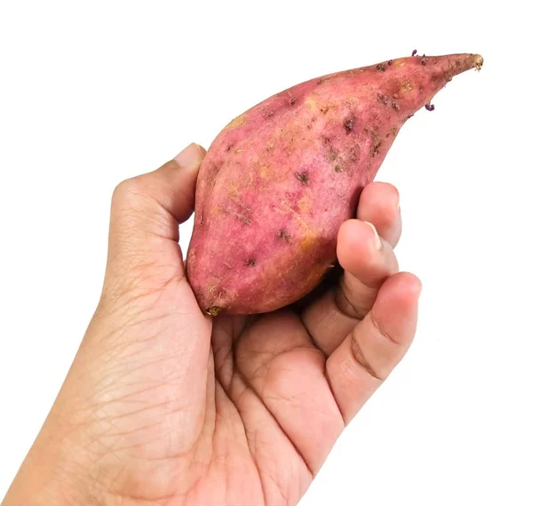 Vegetais Frutas Mão Hodling Raw Laranja Doce Batatas Isoladas Fundo — Fotografia de Stock