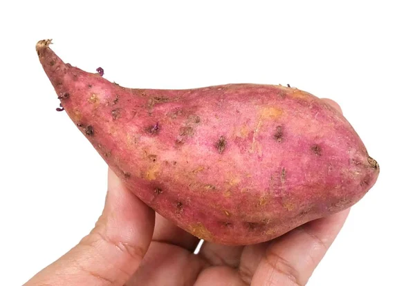 Vegetais Frutas Mão Hodling Raw Laranja Doce Batatas Isoladas Fundo — Fotografia de Stock