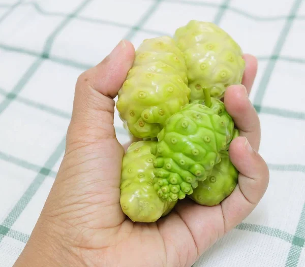 Vegetable Herb Hand Holding Fresh Noni Morinda Citrifolia Great Morinda — Stock Photo, Image