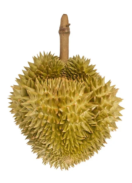 Tropikalne Świeżych Dojrzałych Durian Izolowana Białym Tle Jednym Najbardziej Popularnych — Zdjęcie stockowe