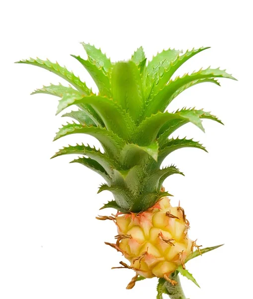 Krásný Dekorativní Trpaslík Ananas Rostliny Roztomilý Malé Plody Pro Domácí — Stock fotografie