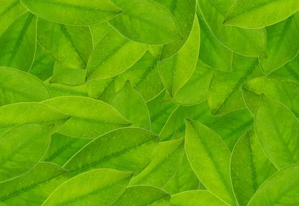 Ecologia Concetti Brigth Belle Foglie Verdi Texture Verde Bush Sfondo — Foto Stock