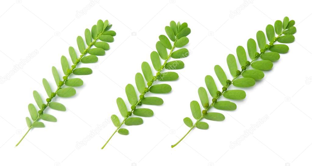Vegetable and Herb, Fresh Phyllanthus Niruri, Gale of The Wind, Seed Under Leaf or Stonebreaker Leaves Isolated on White Background. Used as Healthy Foods and Herbal Medicines.
