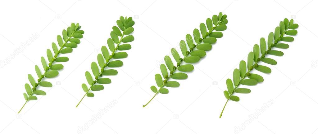 Vegetable and Herb, Fresh Phyllanthus Niruri, Gale of The Wind, Seed Under Leaf or Stonebreaker Leaves Isolated on White Background. Used as Healthy Foods and Herbal Medicines.