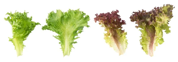 Zöldség Friss Piros Zöld Tölgyfa Saláta Levelek Elszigetelt Fehér Background — Stock Fotó
